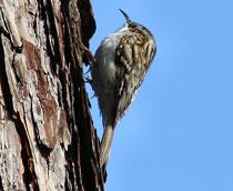 Common-Treecreeper-B.jpg