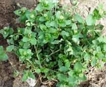 Common-chickweed-B.jpg