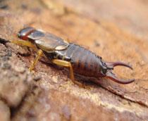 Common-earwig-B.jpg