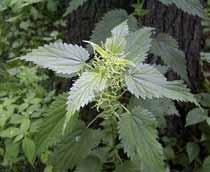 Common-nettle-B.jpg