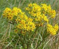 Common-ragwort-B.jpg