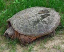 Common-snapping-turtle-B.jpg