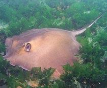 Common-stingray-B.jpg