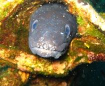 Conger-eel-B.jpg