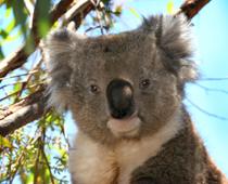 Connect-Koala-B.jpg