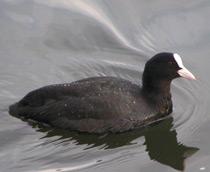 Coot-B.jpg