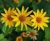 Coreopsis-B.jpg