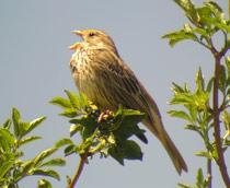 Corn-Bunting-B.jpg