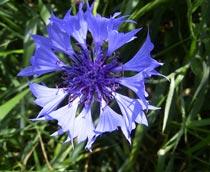 Cornflower-B.jpg