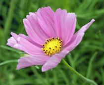 Cosmos-B.jpg