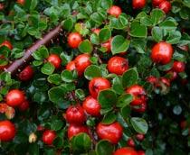 Cotoneaster-B.jpg
