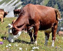 Cow-B.jpg
