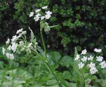 Cow-parsley-B.jpg