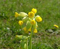 Cowslip-B.jpg