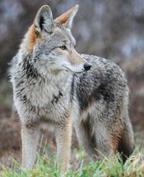 Coyote-B.jpg