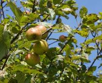Crab-Apple-B.jpg