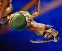 Cranefly-B.jpg
