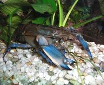 Crayfish-B.jpg