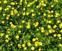 Creeping-Buttercup-B.jpg