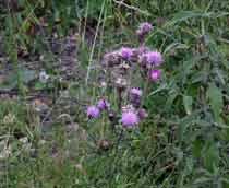 Creeping-Thistle-B.jpg