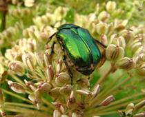 Creepy-Beetle-B.jpg