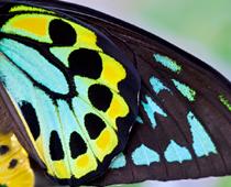 Creepy-Butterfly-B.jpg