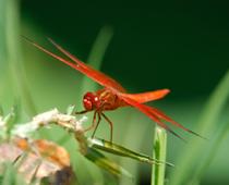 Creepy-Dragonfly-B.jpg