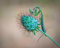 Creepy-Mantis-B.jpg