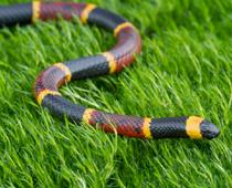 Creepy-Snake-B.jpg