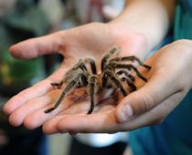 Creepy-Spider-B.jpg