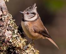 Crested-Tit-B.jpg