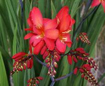 Crocosmia-B.jpg