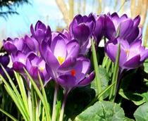 Crocus-B.jpg