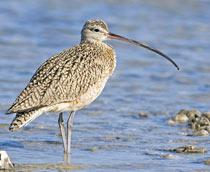 Curlew-B.jpg