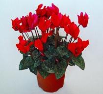 Cyclamen-B.jpg