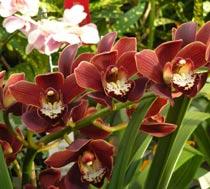 Cymbidium-B.jpg