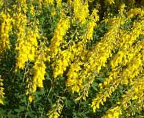 Cytisus-B.jpg