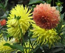 Dahlia-B.jpg
