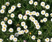 Daisy-B.jpg