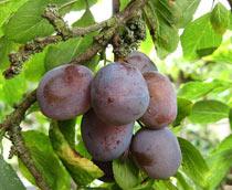 Damson-B.jpg