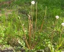 Dandelion-B.jpg