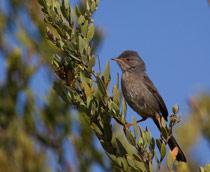 Dartford-Warbler-B.jpg
