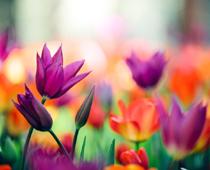 Days-holi-B.jpg