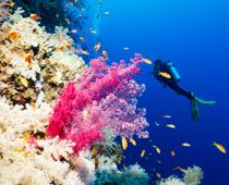 Deep-Diver-B.jpg
