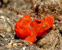 Deep-Frogfish-B.jpg