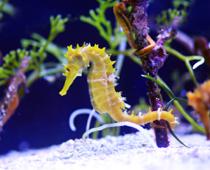 Deep-Seahorse-B.jpg