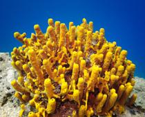 Deep-Sponge-B.jpg