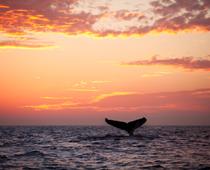 Deep-Whale-B.jpg