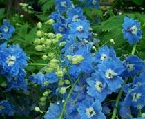 Delphinium-B.jpg