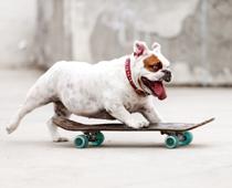 Description-Dog-B.jpg